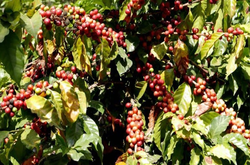  Les caféiculteurs de Mparamirundi dénoncent la gestion opaque de l’ODECA